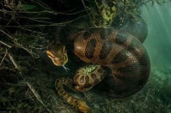 Foto - Vahşi doğadan fotoğraflar