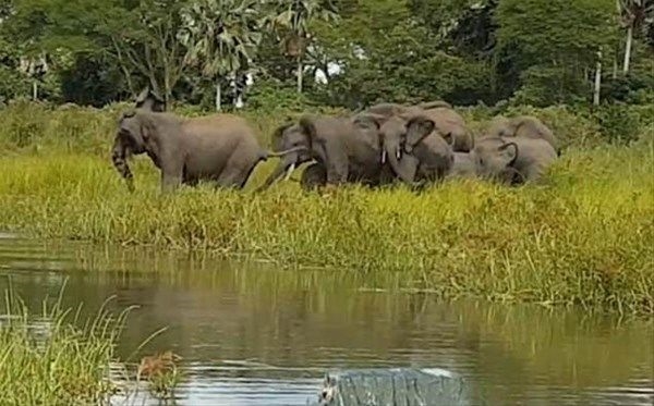 Vahşi doğadan fotoğraflar