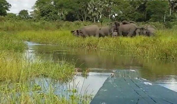 Foto - Vahşi doğadan fotoğraflar