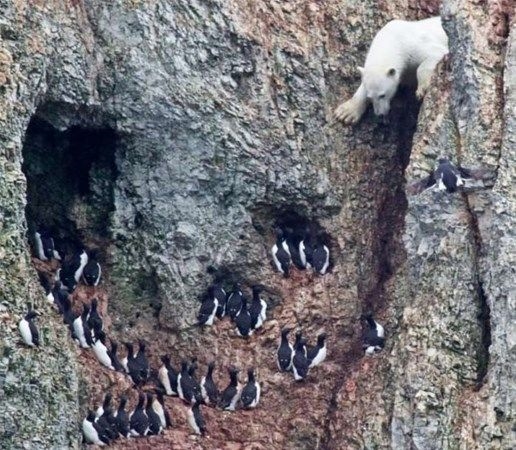 Foto - Vahşi doğadan fotoğraflar