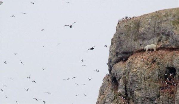 Foto - Vahşi doğadan fotoğraflar