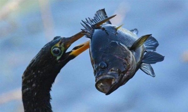 Foto - Vahşi doğadan fotoğraflar