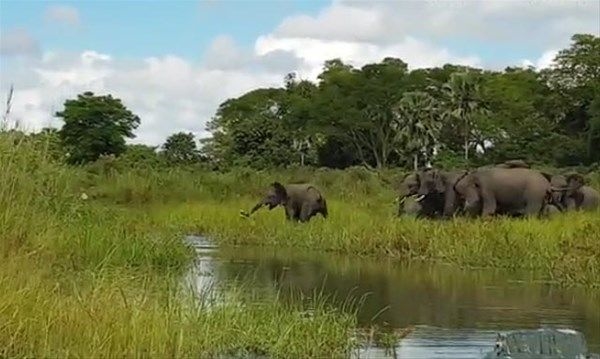 Foto - Vahşi doğadan fotoğraflar