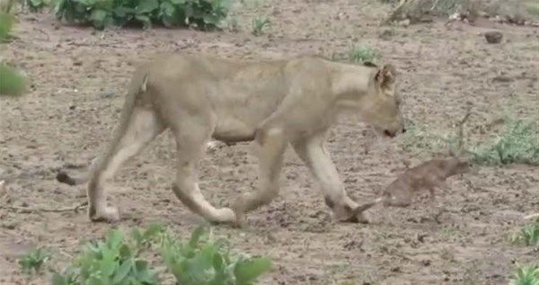 Foto - Vahşi doğadan fotoğraflar