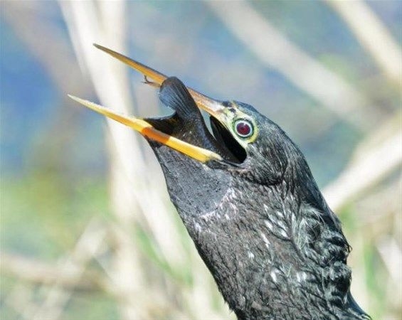 Foto - Vahşi doğadan fotoğraflar