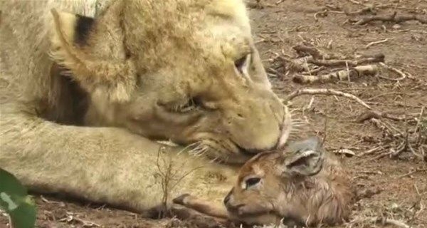 Foto - Vahşi doğadan fotoğraflar