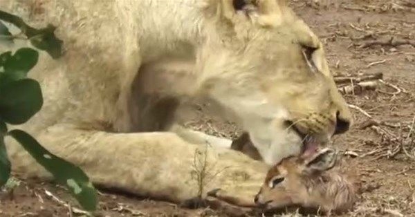 Foto - Vahşi doğadan fotoğraflar