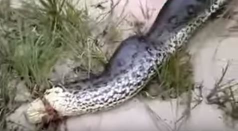 Foto - Vahşi doğadan fotoğraflar