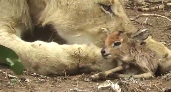 Foto - Vahşi doğadan fotoğraflar