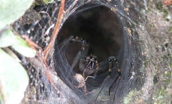 Foto - Vahşi doğadan fotoğraflar