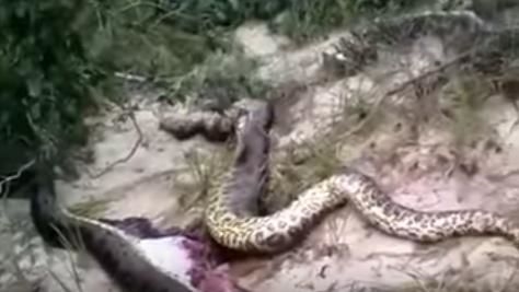 Foto - Vahşi doğadan fotoğraflar