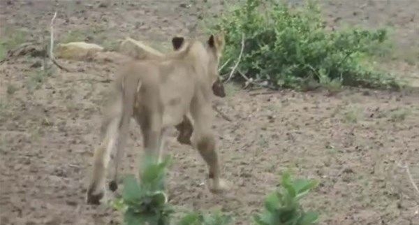 Foto - Vahşi doğadan fotoğraflar