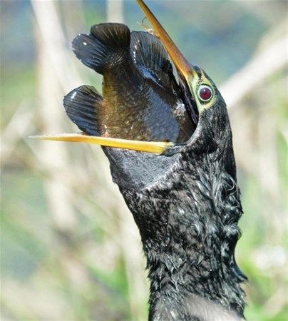 Foto - Vahşi doğadan fotoğraflar