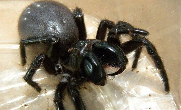 Foto - Vahşi doğadan fotoğraflar