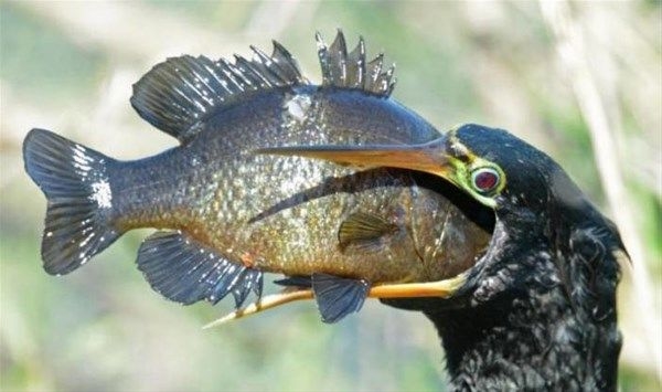 Foto - Vahşi doğadan fotoğraflar