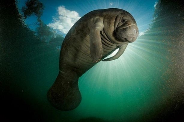 Foto - Vahşi doğadan harika kareler