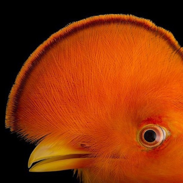 Foto - Vahşi doğadan harika kareler