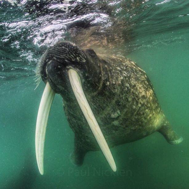 Foto - Vahşi doğadan harika kareler
