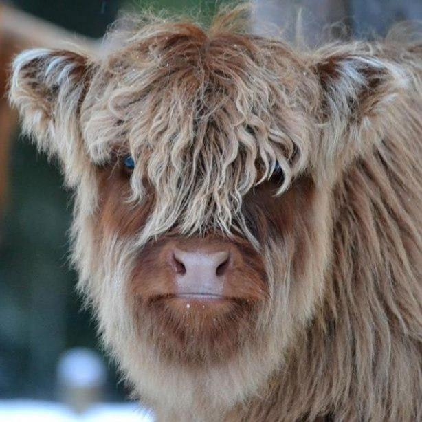 Foto - Vahşi doğadan harika kareler