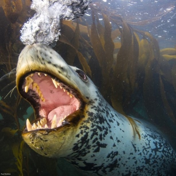 Foto - Vahşi doğadan harika kareler