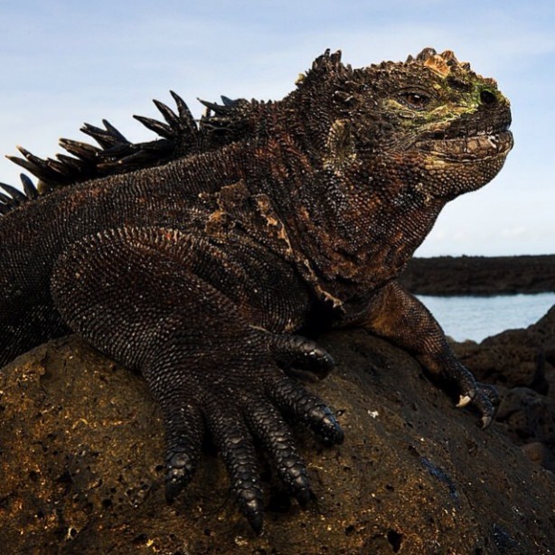 Foto - Vahşi doğadan harika kareler