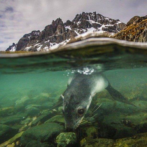 Foto - Vahşi doğadan harika kareler