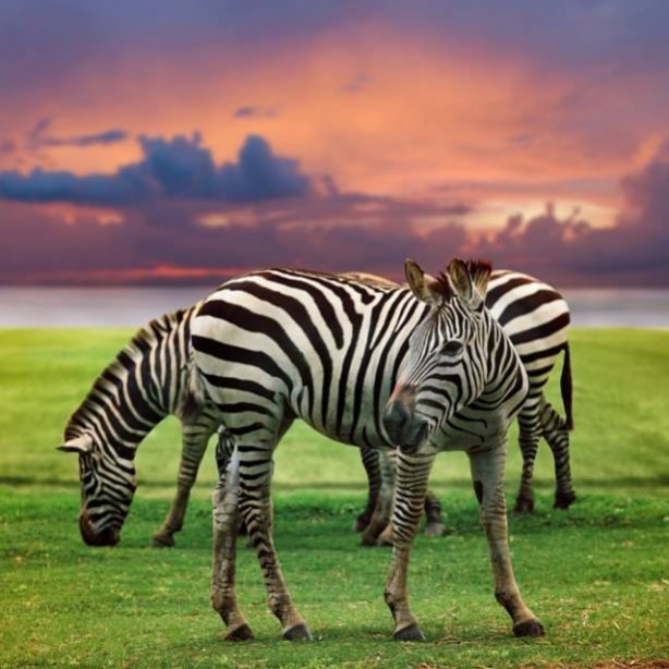 Foto - Vahşi doğadan harika kareler