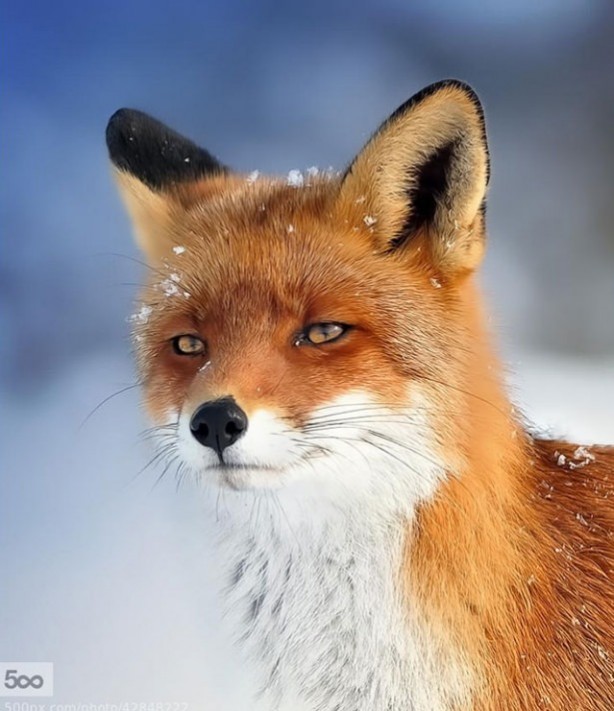 Foto - Vahşi doğadan harika kareler