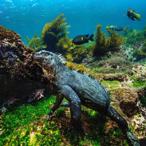 Foto - Vahşi doğadan harika kareler