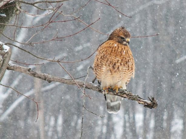 Foto - Vahşi doğadan harika kareler