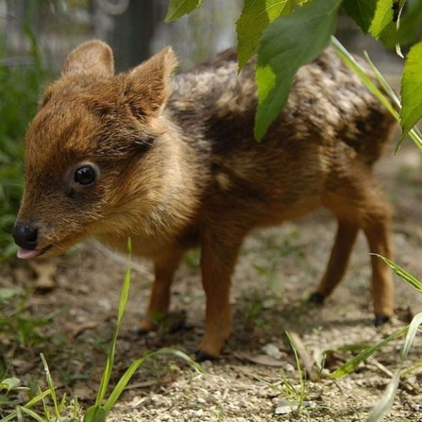 Foto - Vahşi doğadan harika kareler