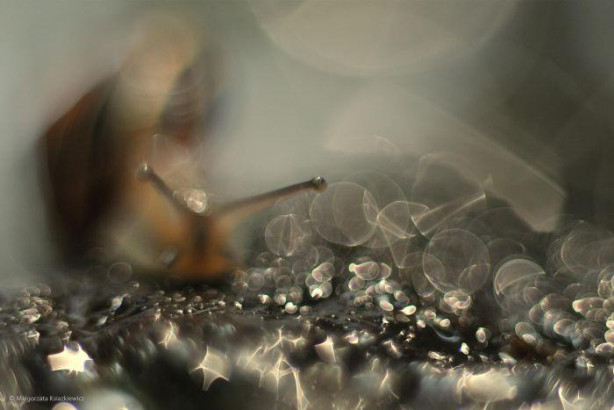 Foto - Vahşi doğadan ilginç kareler 