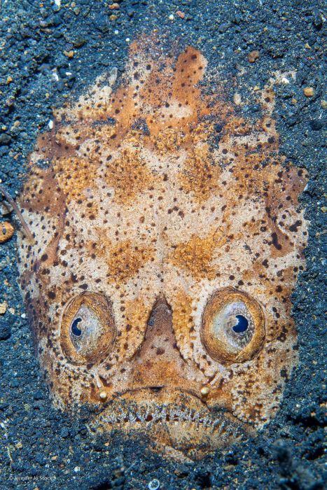 Foto - Vahşi doğadan ilginç kareler 