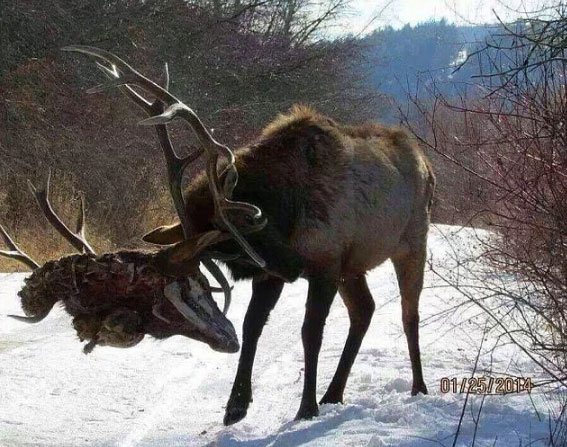 Foto - Vahşi doğadan ilginç kareler 