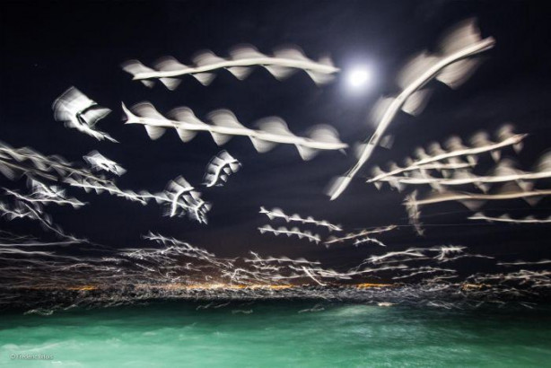 Foto - Vahşi doğadan ilginç kareler 