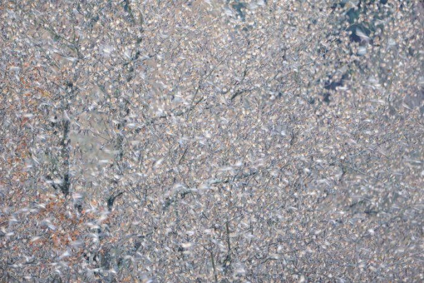 Foto - Vahşi doğadan ilginç kareler 