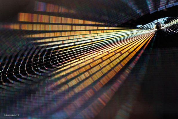 Foto - Vahşi doğadan ilginç kareler 