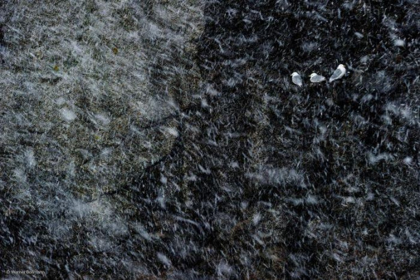 Foto - Vahşi doğadan ilginç kareler 