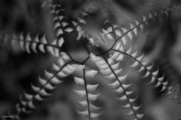 Foto - Vahşi doğadan ilginç kareler 