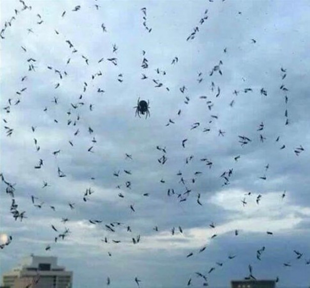 Vahşi doğadan inanılmaz görüntüler!