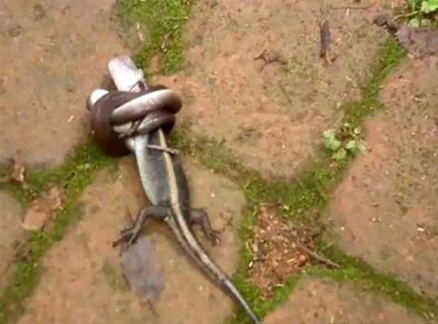 Foto - Vahşi doğadan inanılmaz görüntüler!