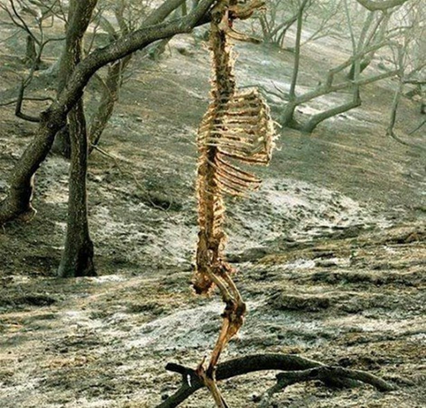 Foto - Vahşi doğadan inanılmaz görüntüler!