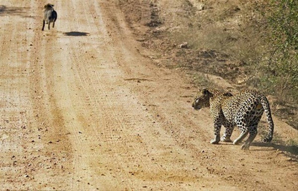 Foto - Vahşi doğadan inanılmaz görüntüler!