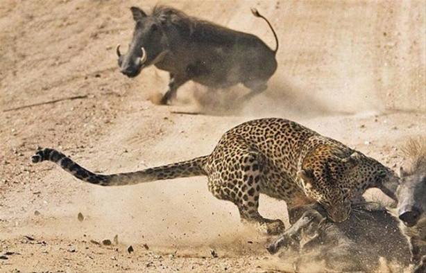 Foto - Vahşi doğadan inanılmaz görüntüler!