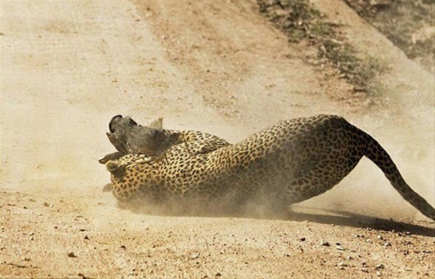 Foto - Vahşi doğadan inanılmaz görüntüler!