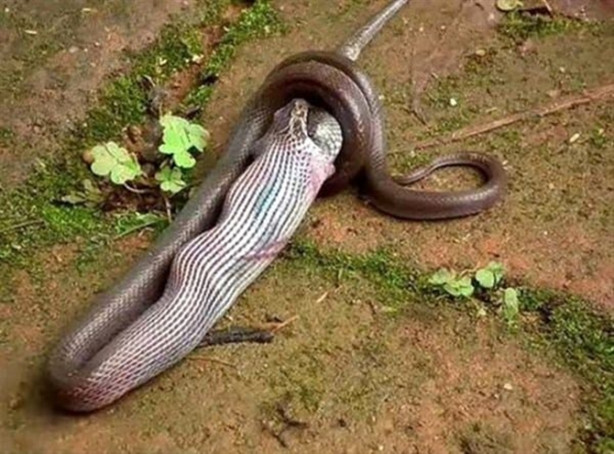 Foto - Vahşi doğadan inanılmaz görüntüler!