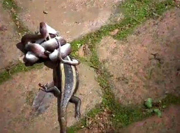 Foto - Vahşi doğadan inanılmaz görüntüler!