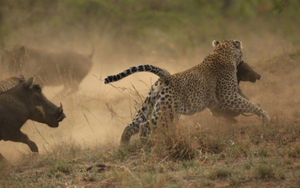 Foto - Vahşi doğadan inanılmaz görüntüler!