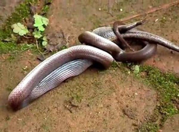 Foto - Vahşi doğadan inanılmaz görüntüler!