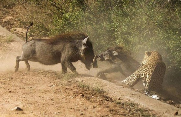 Foto - Vahşi doğadan inanılmaz görüntüler!